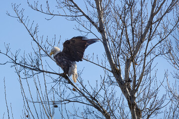 Bald Eagle in Tree with Wings Up