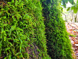 long and thick green moss on trees in a mountain forest. the beauty of plants in the wild.