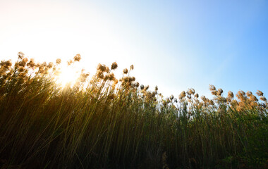 Common Reed (Phragmites australis) with sunrise background. - obrazy, fototapety, plakaty