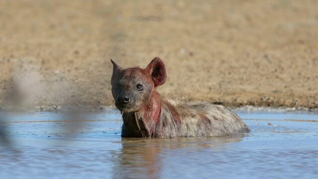 An alert spotted hyena (Crocuta crocuta) wallowing and drinking water, Kalahari desert, South Africa