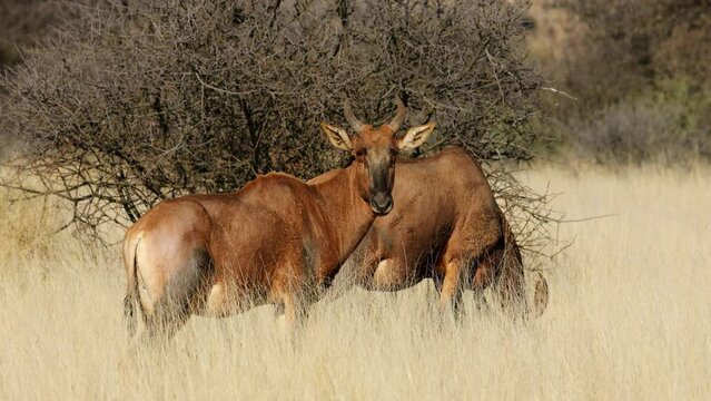 Tsessebe antelopes (Damaliscus lunatus) standing in grassland, Mokala National park, South Africa
