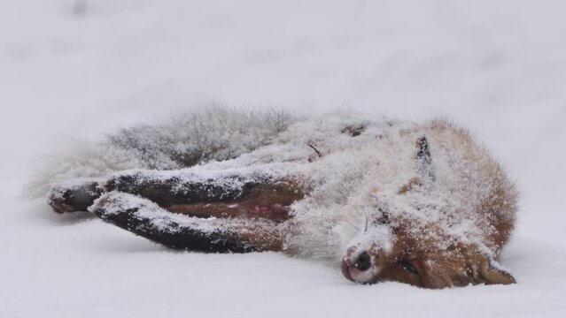 Dead red fox in winter forest