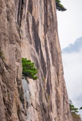 pine tree on the rock