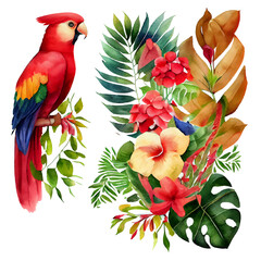 set vector illustration of paradise parrot bird isolated on a white background