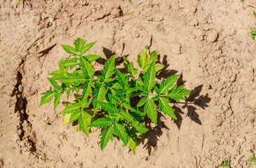 Tomato seedling is planted in the ground. Top view.