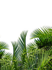 Palm leaf pattern below and above is a bright, cloudless sky. Green coconut leaf nature background. Sunlight.
