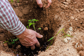 Tomato seedlings planted in ground with hand.