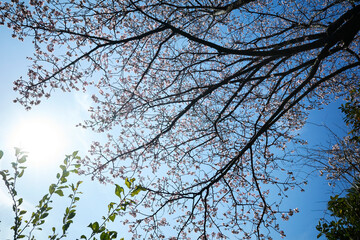 自然の多い公園の梅