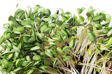 Black bean sprouts on white background
