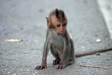 可愛いサル
