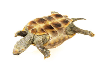turtle isolated on white background