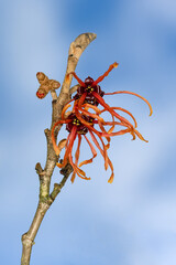 Closeup of bright orange flowers of a witch hazel plant blooming in a winter garden, highlighted against a blue sky

