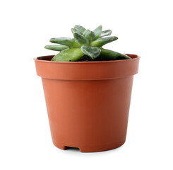 Succulent plant in pot on white background