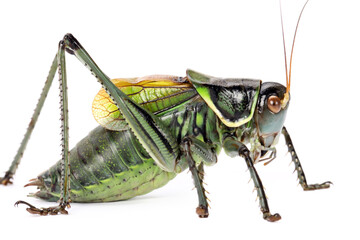 grasshopper on white background