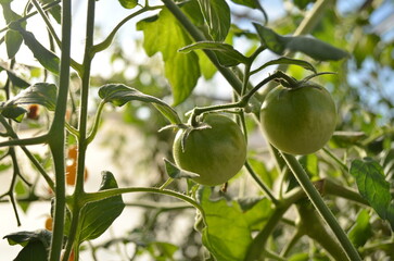 Green tomatoes on a branch.  Green Cherry tomatoes. グリーン ミニトマト
