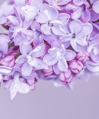 Purple terry Lilac flower petals. Macro flowers background for holiday design. Soft focus