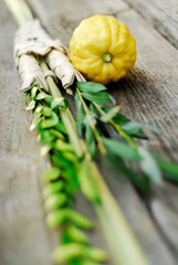 Lulav and Etrog, Symbols of the Jewish Festival of Sukkot