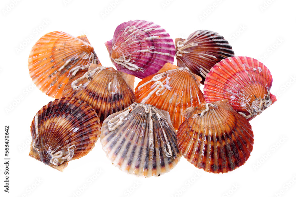 Poster Raw scallop on white background 