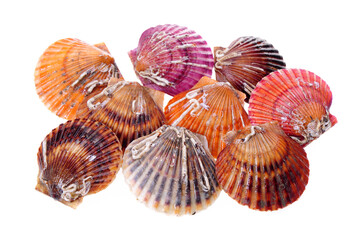 Raw scallop on white background 