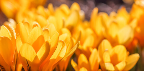 Yellow crocus flower petals. Macro flowers backdrop for holiday brand design