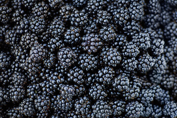 Freshly picked blackberries