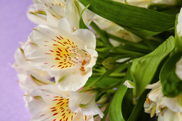 Fototapeta na wymiar Beautiful white alstroemeria flowers on lilac background, closeup