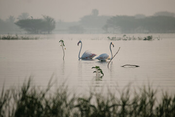 Greater Flamingo Birds on the Lake. Early morning nature. Water Landscape. bird sanctuary. Wallpaper with Greater Flamingo