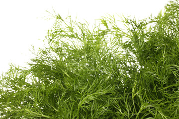 Fennel bunch on white background