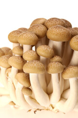 Fototapeta na wymiar brown beech mushroom on white background 