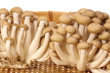 brown beech mushroom on white background 