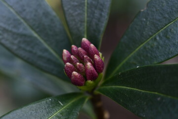 沈丁花のつぼみ