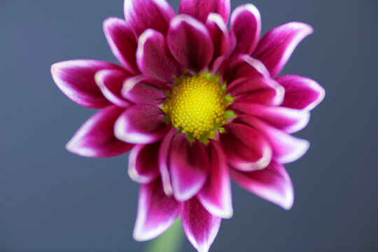 A Deep Pink Common Daisy, View From Front