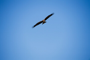 青空と自由に飛ぶトビ