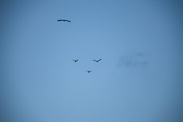 青空を飛ぶ鳥たち