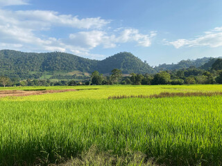 rice field in the mountains
