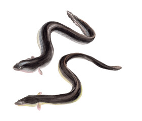 ウナギ 手描き水彩画