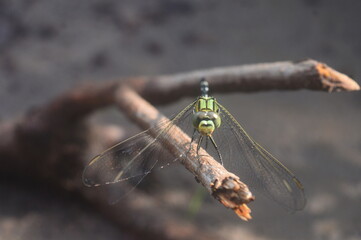 Dragonflies or sibar-sibar are a group of insects that belong to the Odonata nation
