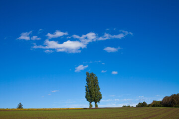 Poplar tree towering in the blue sky