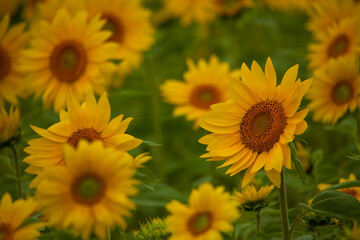 Sunflower field in full bloom