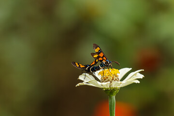 Euchromia is a genus of moths in the subfamily Arctiinae. A couple of Tiger Moth mating on white flower in nature