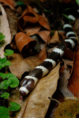 Bandy-bandy (Vermicella annulata) snake demonstrating its black and white stripe pattern. Mebbin, NSW, Australia. 