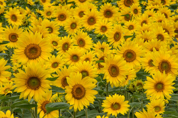 Obraz premium Sunflower field in full bloom