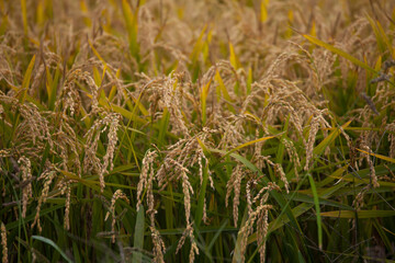 Rice that is ripening and ready to be harvested