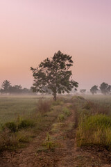 Lonely tree in the middle of rice field at dawn with fog in the Cambodian countryside