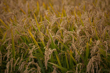 Rice that is ripening and ready to be harvested