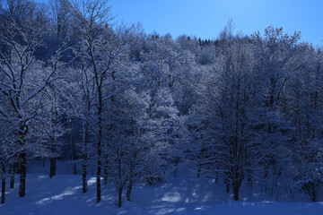 snow covered trees