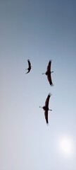 birds in flight