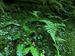 [Japan] Mossy garden at Gioji Temple (Sagano, Kyoto city)