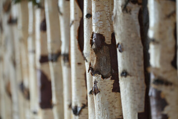 plane wood used as interior decoration. detail.