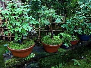 [Japan] Potted plants placed in the garden of Gioji Temple (Sagano, Kyoto city)